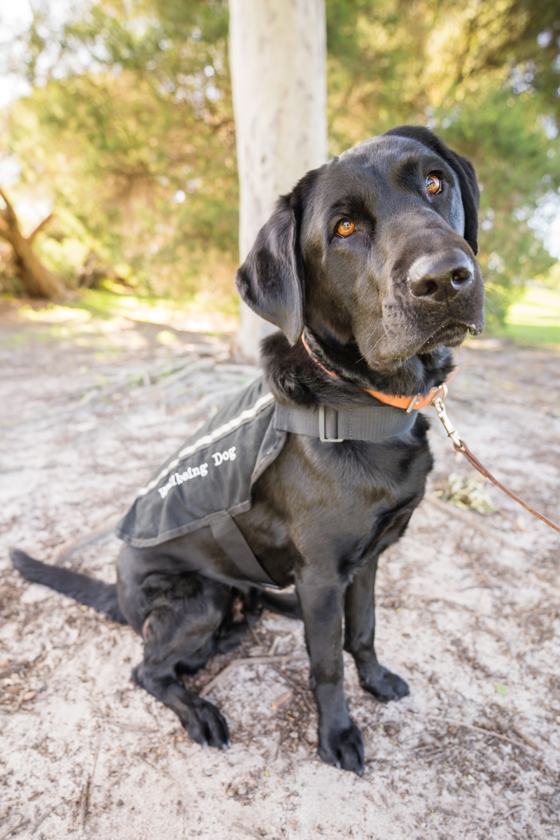 Dog in dog coat