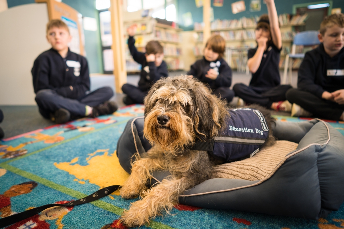 Dog in classroom